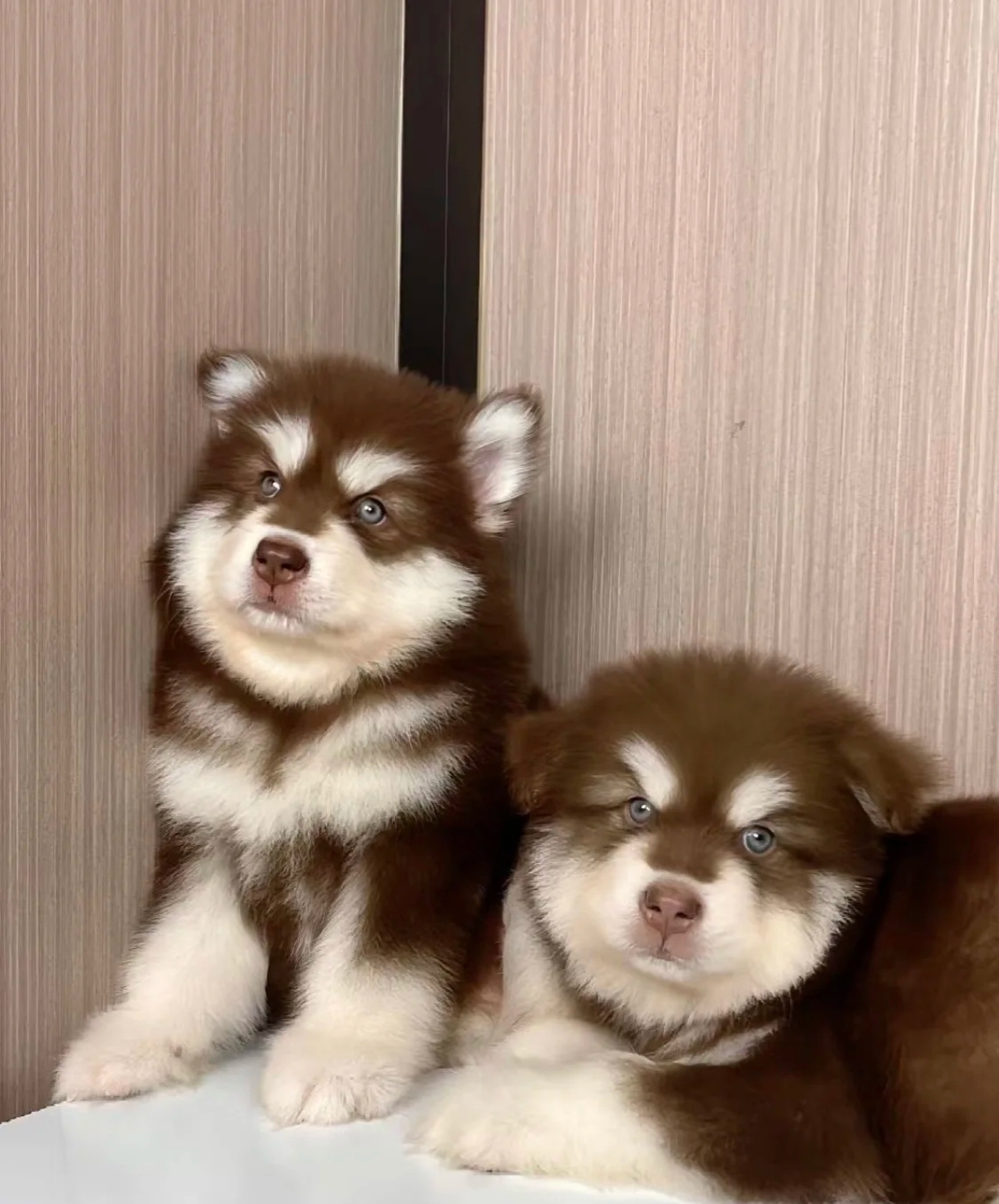 阿拉斯加